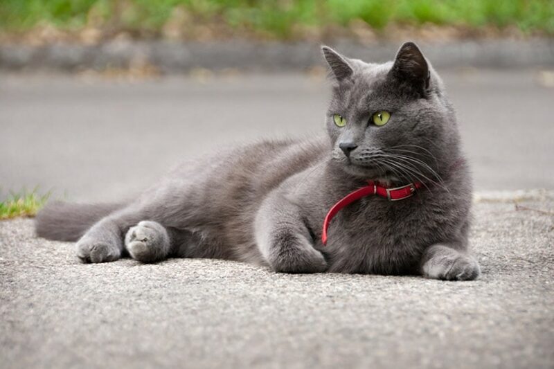 con mèo màu xanh với cổ áo êm dịu màu đỏ nằm trên đường nhựa