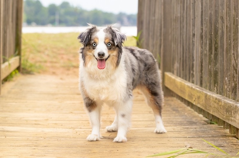 blue merle miniature australian shepherd by the beach