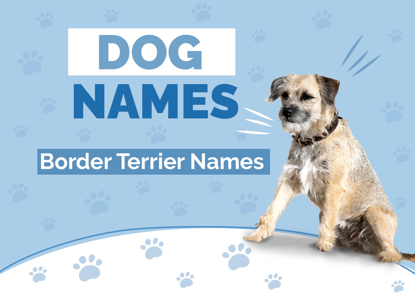 Great Names for Border Terriers