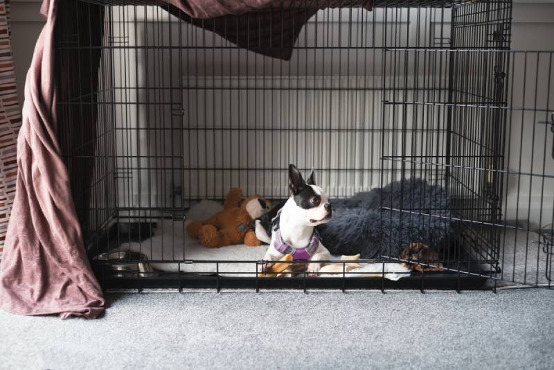 boston terrier puppy inside a large cage play pen with the door open