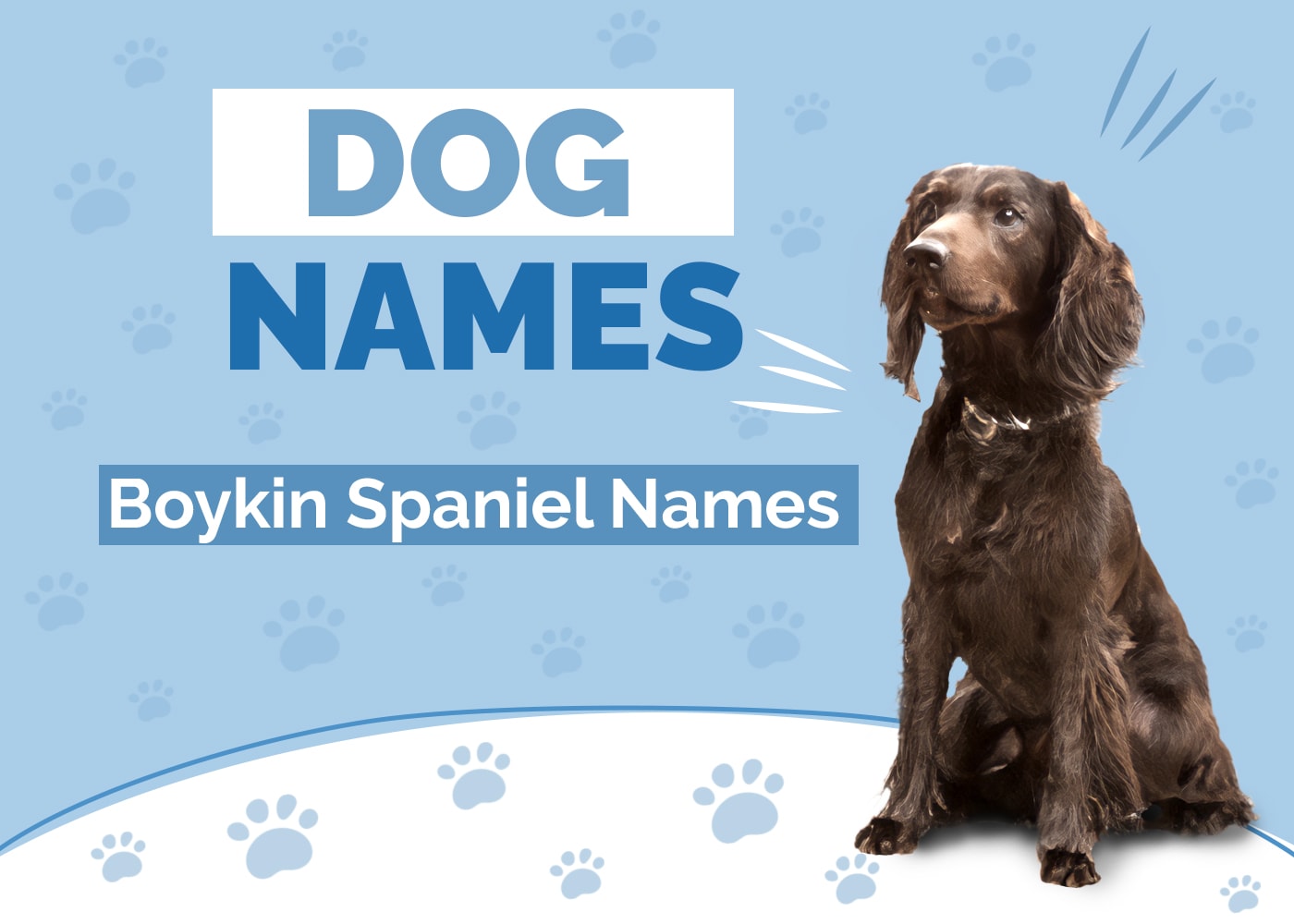 Names For Boykin Spaniels