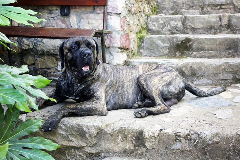 brindle cane corso in the stairs