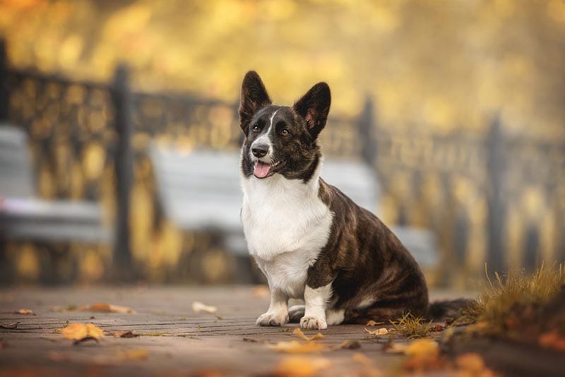 brindle cardigan welsh corgi dog sitting on a path in the park