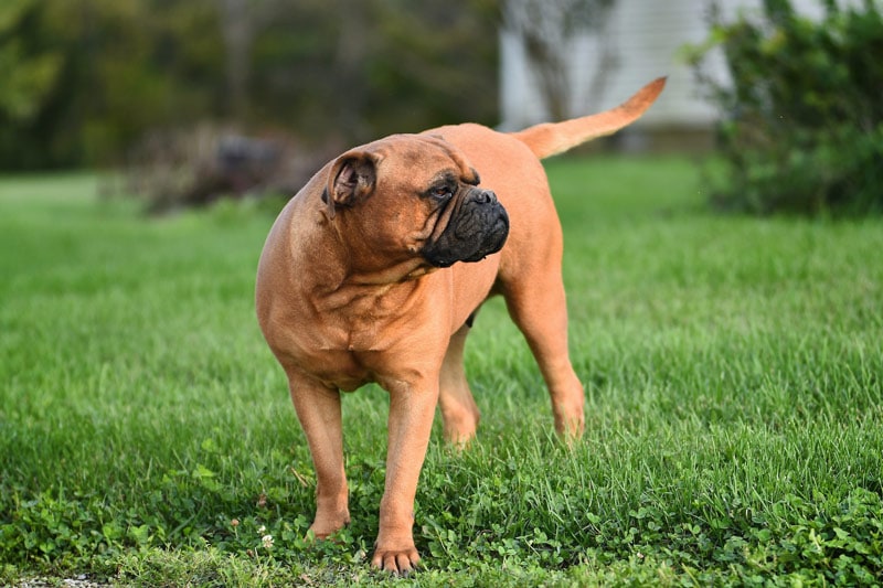 brown bullmastiff dog on grass