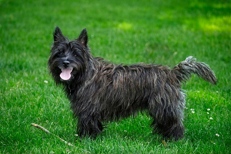 cairn terrier dog standing on grass