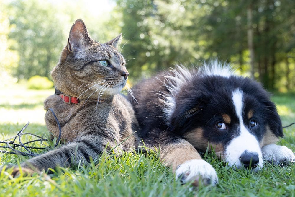 cat and bernese mountain dog puppy