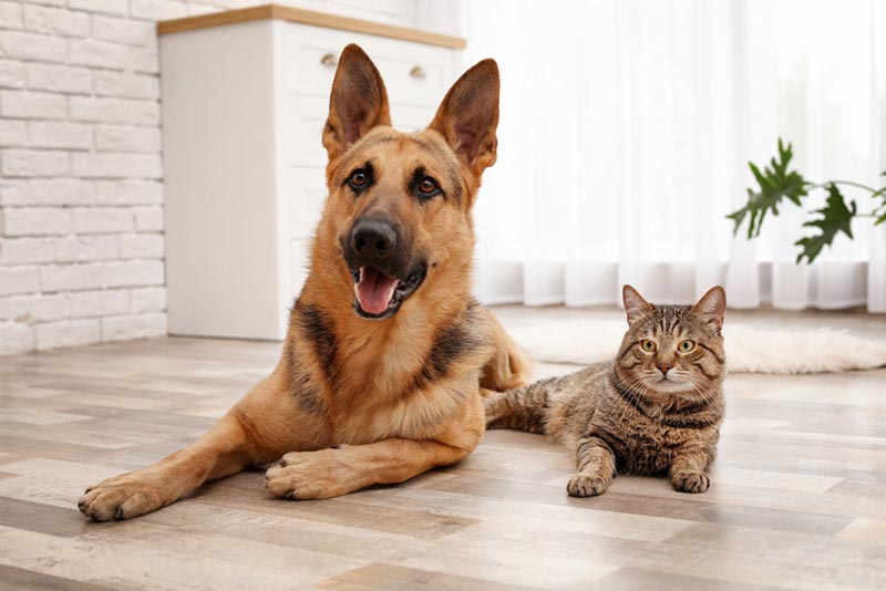 con mèo và con chó nằm trên sàn nhà