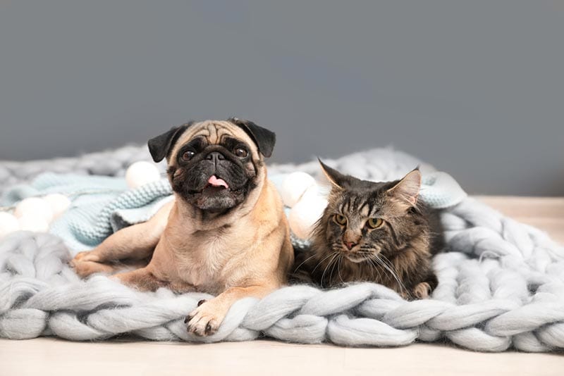cat and pug dog lying on a blanket on the floor