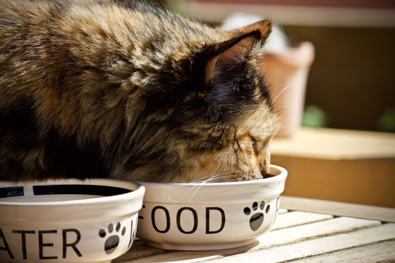 cat eating from white ceramic bowl