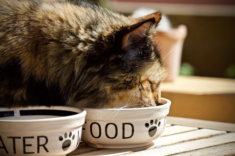 cat eating from white ceramic bowl cat eating from white ceramic bowl