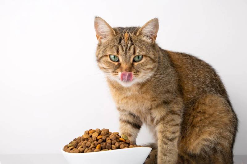 cat eats dry food from a white bowl