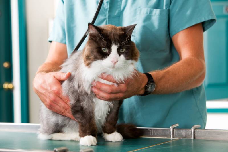 cat having a check up at a small animal vet clinic