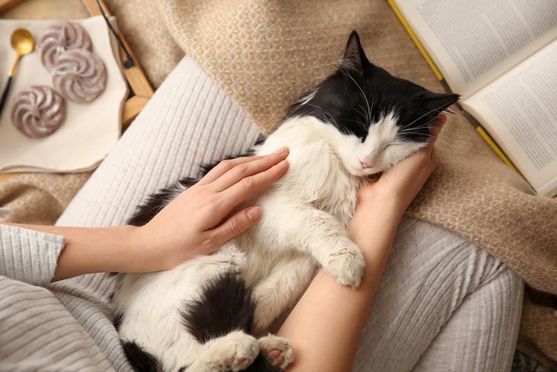 cat kneading and purring while lying on owner's lap