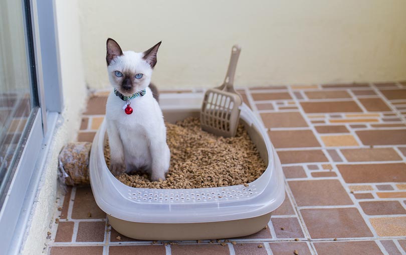 cat on a walnut litter