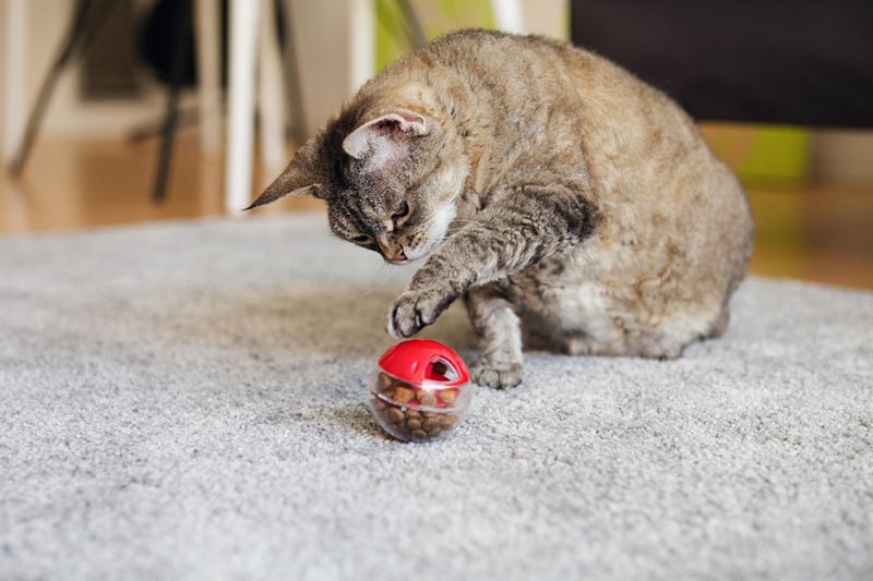 cat playing with a treat dispensing toy