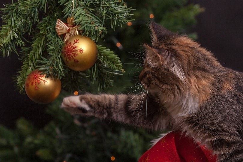 cat playing with christmas tree balls