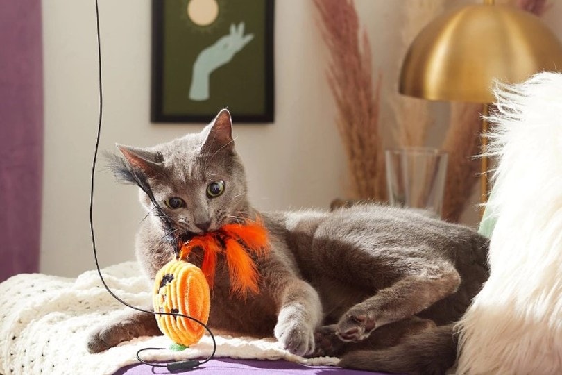 cat playing with halloween toy
