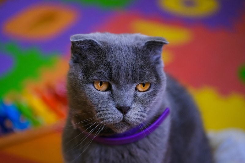 mèo đeo cổ áo màu tím êm dịu