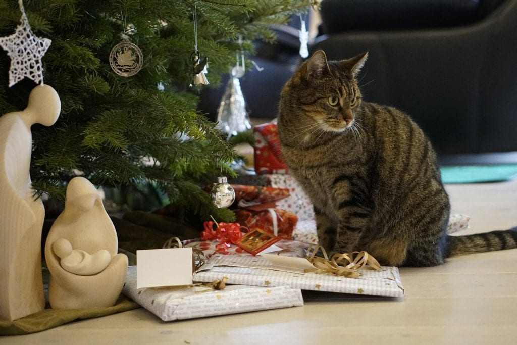 cat with gifts under the christmas tree