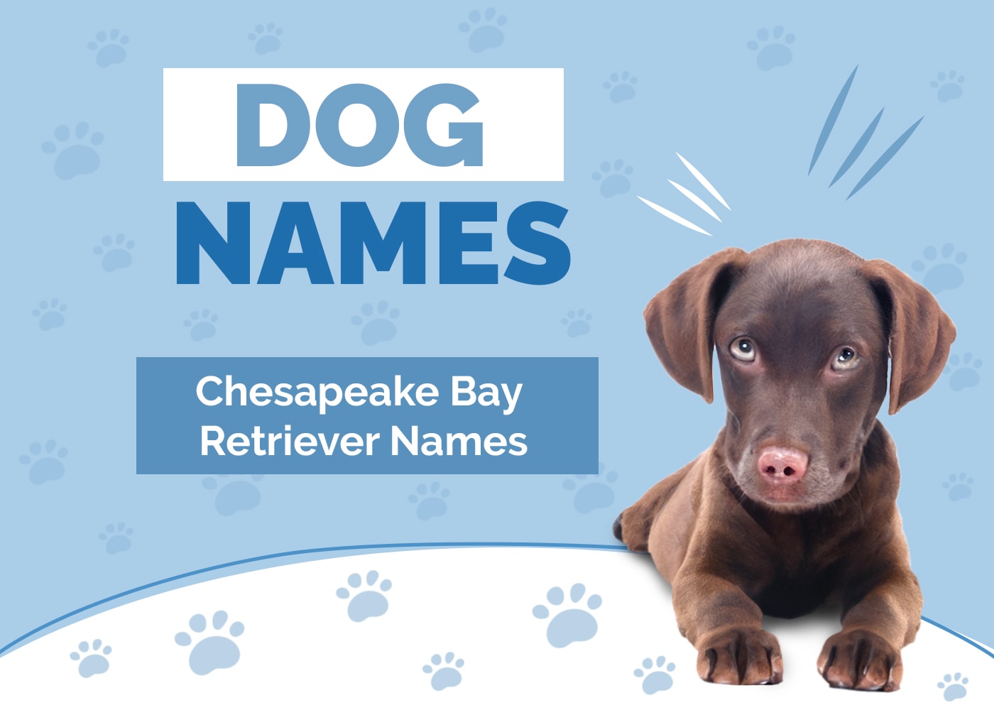 Names for Chesapeake Bay Retrievers