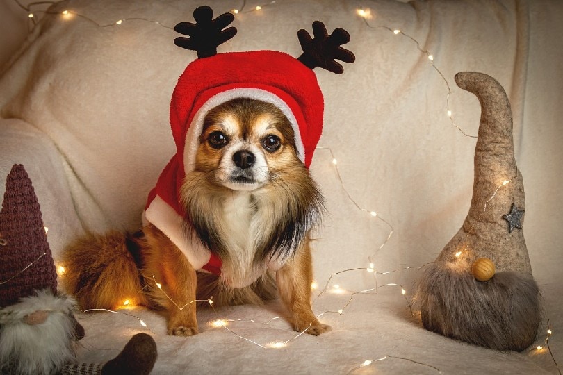 chihuahua dog wearing a reindeer hat