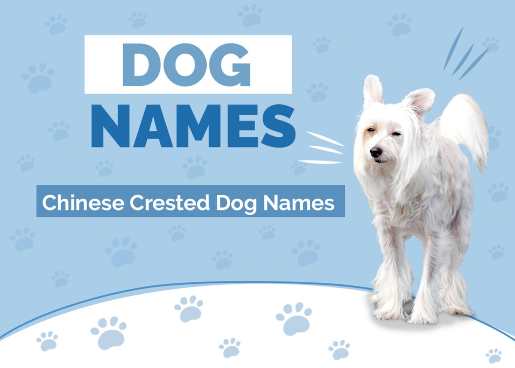 Names for Chinese Crested Dogs