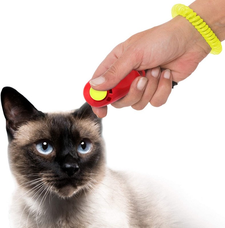 clicker siamese cat