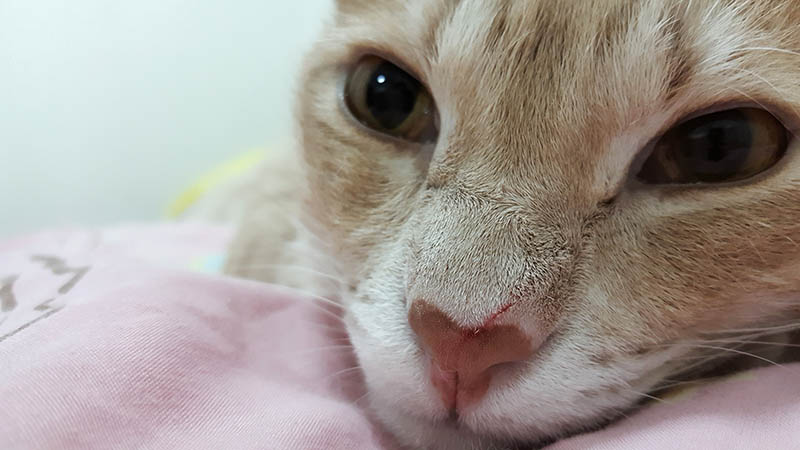 close up cat with bump on wounded nose