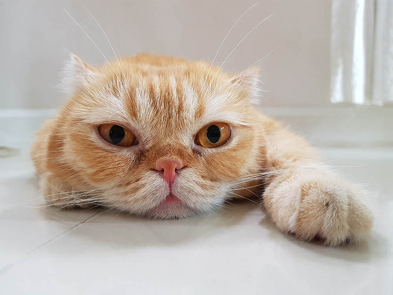 close up ginger Scottish Fold cat with bump on its nose