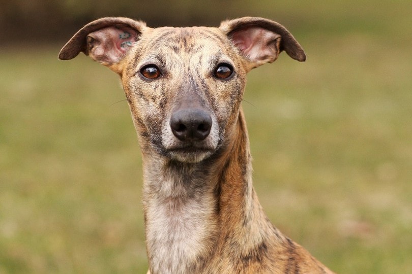 close up of a whippet's face