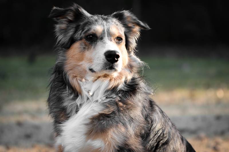 close-up shot of an australian shepherd dog