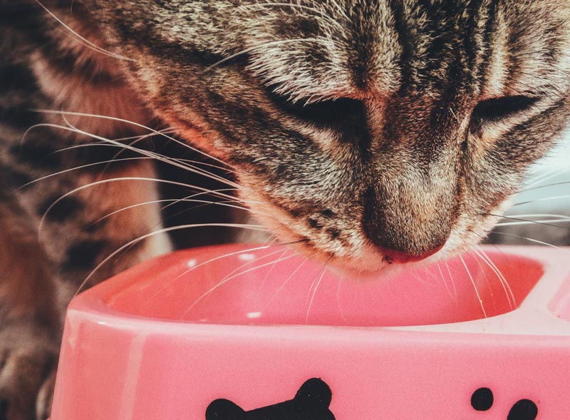 closeup of a cat eating from pink bowl