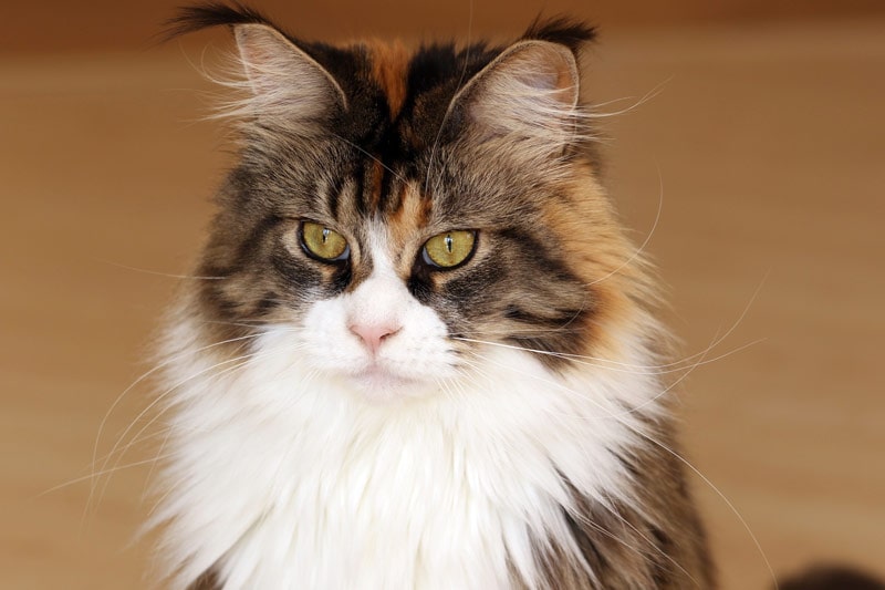 closeup of a maine coon cat