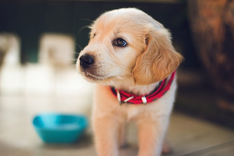 closeup of brown puppy with blue bowl in the background