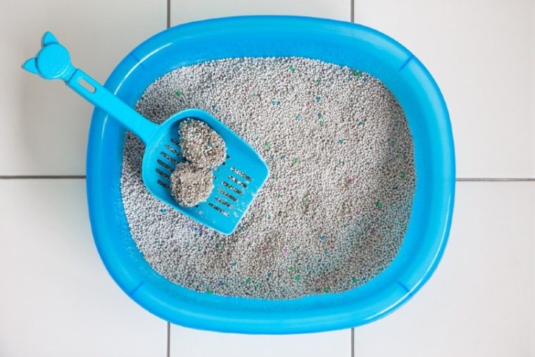 How to Dispose of Cat Litter 5 Easy & Effective Options Hepper