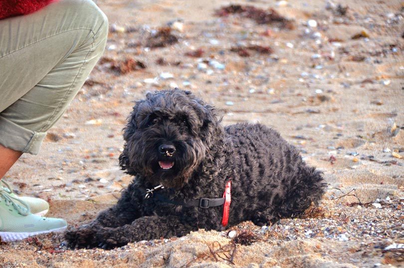 cockapoo dog at the beach