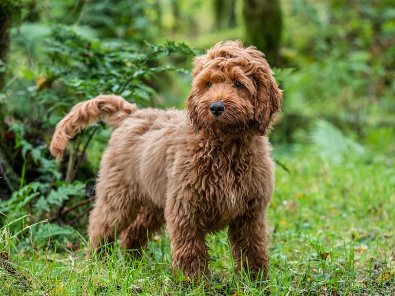 cockapoo in the forest