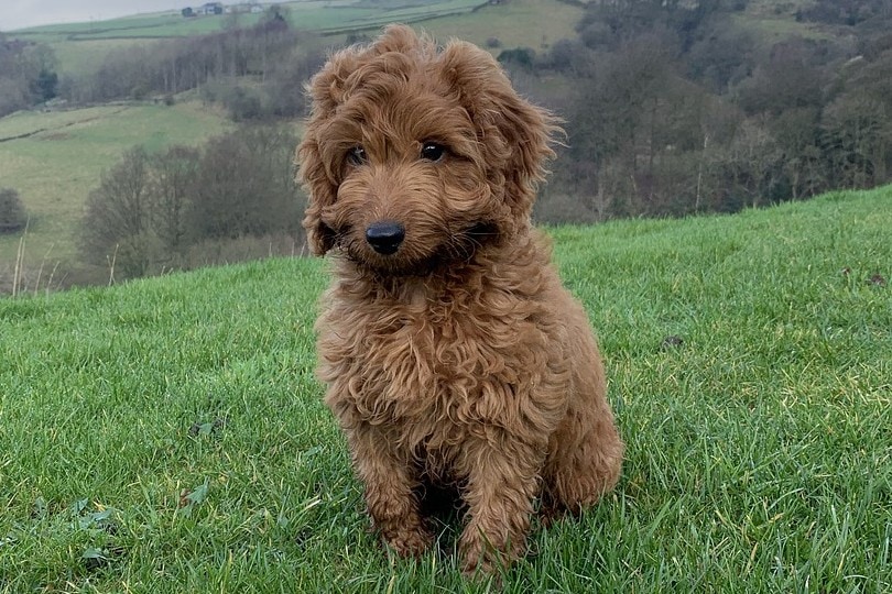 Cockapoo allergies sales