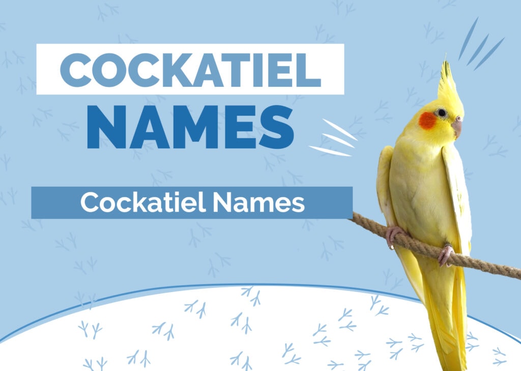 Cockatiel Names