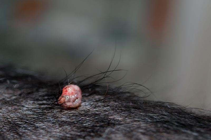 cocker spaniel dog with skin papilloma