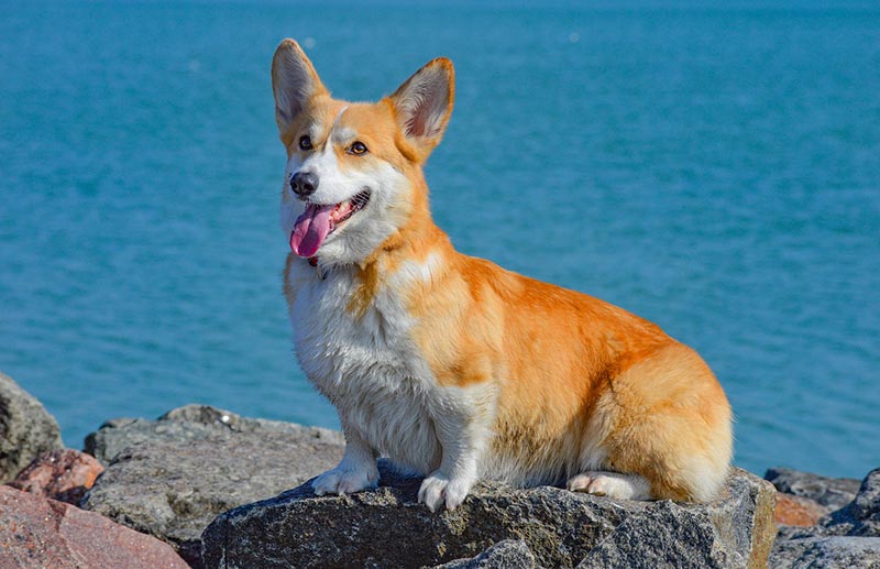 corgi dog sitting on a big rock
