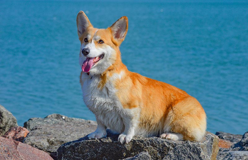 are corgis water dogs