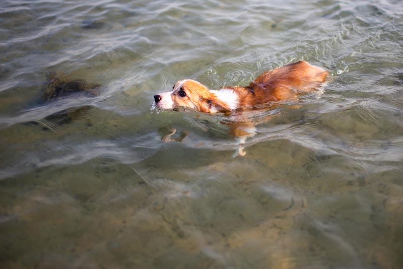 corgi dog swimming in shallow water