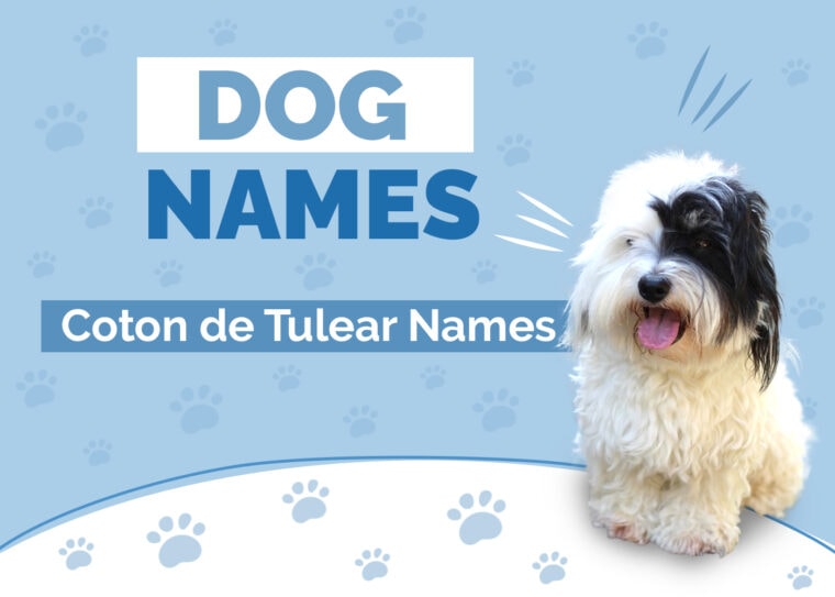 280+ Amazing Names for Coton de Tulears Ideas for Friendly white Dogs