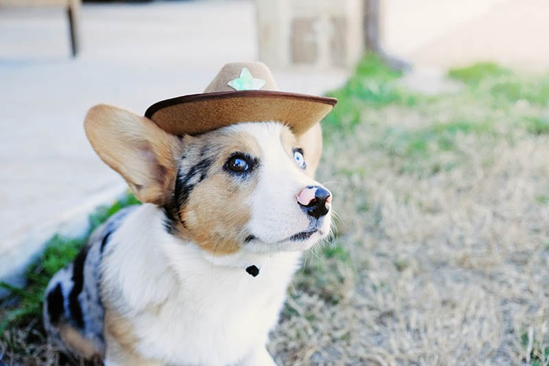 cute cowboy corgi