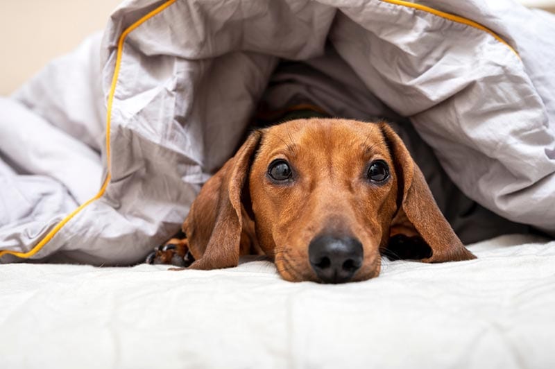 Casa para perros a prueba de ruido diseñada para cachorros ansiosos