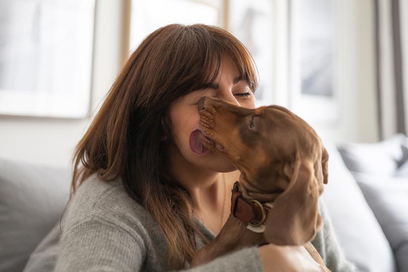 dachshund dog licking licking its owner