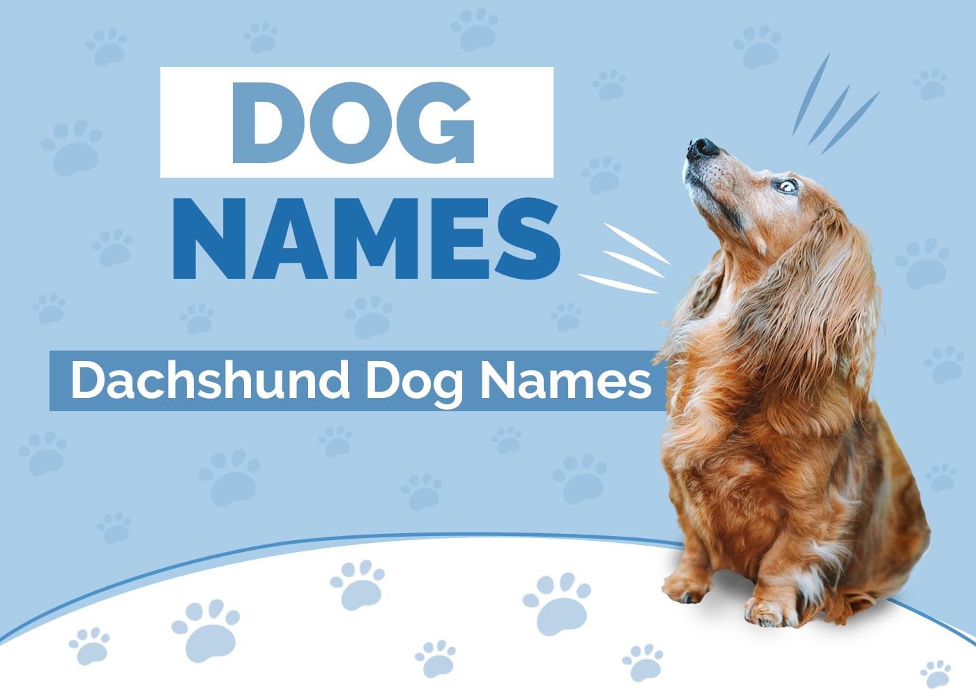 Dachshund Names