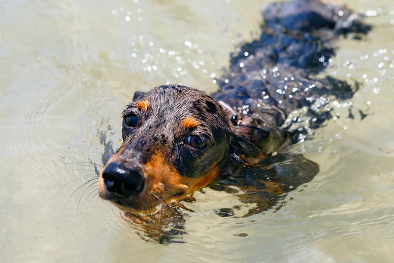 dachshund puppy swimming at the beach