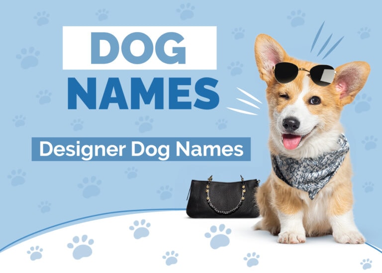 100+ Designer Dog Names Ideas for Glamorous & Fashionable Dogs Hepper